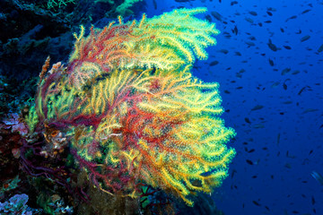 Coral reef from lastovo, Croatia