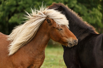 Obraz premium Befreundete Islandhengste