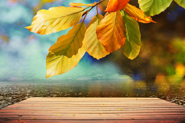 Naklejka na ściany i meble Yellow autumn beech leaves and wooden bridge isolated .