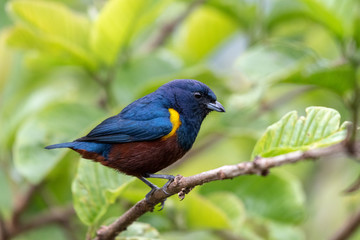 Colorful Chestnut-bellied Euphonia (Euphonia pectoralis) in the natural habitat, sitting on a branch in the Atlantic Forest of Brazil.