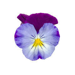 Viola tricolor, known as heartsease, heart's ease, heart's delight