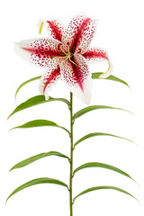 Big beautiful flower of asian tiger lily, , isolated on white background