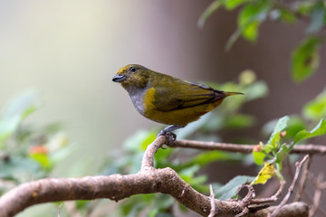 Colorful female Chestnut-bellied Euphonia (Euphonia pectoralis) in the natural habitat, sitting on a branch in the Atlantic Forest of Brazil.