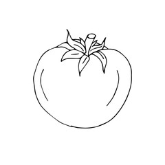 Vector hand drawn outline tomato isolated on white background