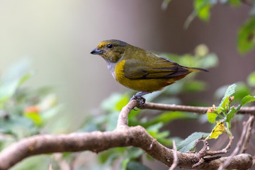 Colorful female Chestnut-bellied Euphonia (Euphonia pectoralis) in the natural habitat, sitting on a branch in the Atlantic Forest of Brazil.