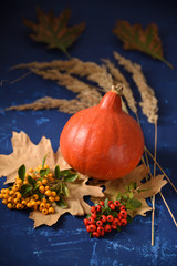 Pumpkin on blue table, Autumn harvest