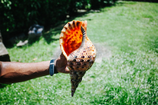Man standing in a garden holding a seashell, Seychelles