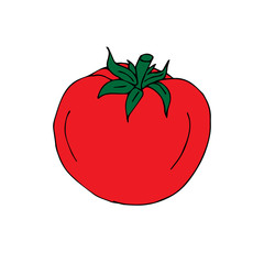 Vector hand drawn red tomato isolated on white background