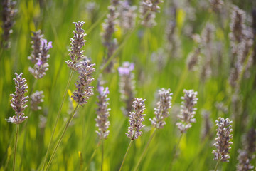 Selective focus view of some Mexican sage plants