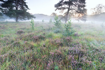 Obraz na płótnie Canvas marsh with heather flowers on misty morning
