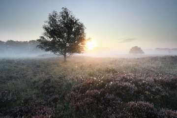 Fototapeta na wymiar quiet beautiful misty sunrise over heathland