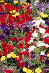 Close full frame view of a bed of a variety of colorful flowers