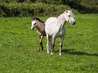 White gracious horse in a green grass field with it foal. Agriculture concept.