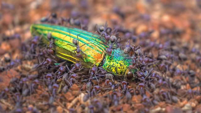 Close-up of a colony of meat ants (Iridomyrmex purpureus) attacking a jewel beetle (Temognatha chevrolati), Australia