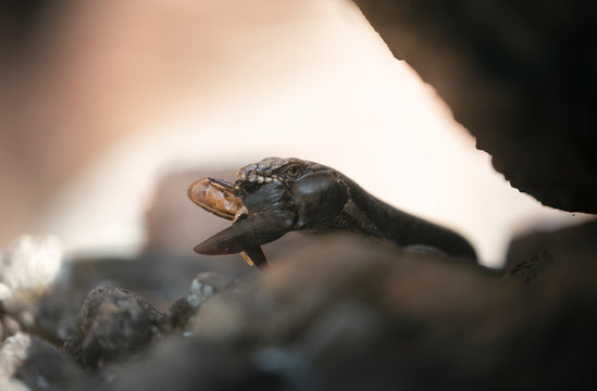 Tree-crevice skink (Egernia striolata) with beetle prey, Australia
