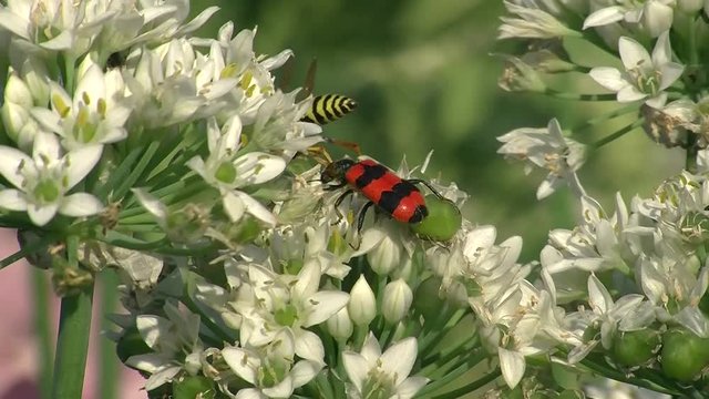 Ein Bienenk&auml;fer und eine Wespe teilen sich den Platz auf den wei&szlig;en Bl&uuml;ten des Schnittknoblauchs