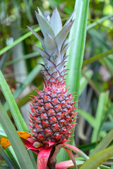 Queen Pineapple (aka Victoria Pineapple), Ananas comosus, in Sri Lanka
