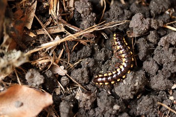 Worm on ground