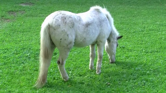 Ein kleines grauwei&szlig;es Pferd in der gr&uuml;nen Wiese