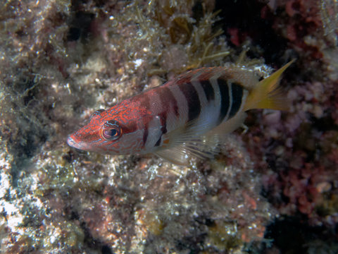 Painted Comber (Serranus scriba)