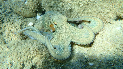 Common octopus (Octopus vulgaris) hunting, Aegean Sea, Greece, Halkidiki © Alexey