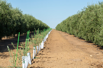 Young olive trees growing on huge olive trees plantation in Andalusia, Cordoba, Jaen, Malaga, Spain