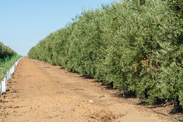 Fototapeta na wymiar Young olive trees growing on huge olive trees plantation in Andalusia, Cordoba, Jaen, Malaga, Spain