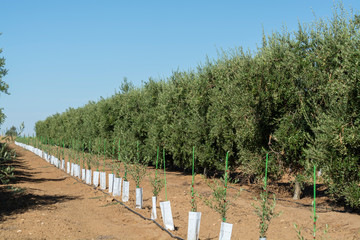 Fototapeta na wymiar Young olive trees growing on huge olive trees plantation in Andalusia, Cordoba, Jaen, Malaga, Spain