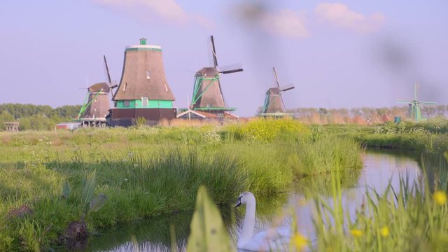 Swan at Windmills in Netherlands