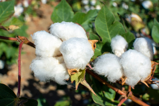 Organic cotton plants field with white open buds ready to harvest