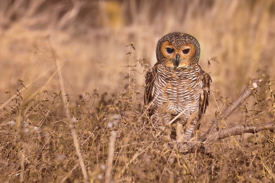 Portrait of a spotted wood owl (Strix selaputo), Indonesia