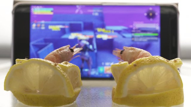 Frozen shrimps with bulging eyes sitting in lemon chairs watching live video game play stream on mobile phone screen. Smartphone streaming Fortnite online game.