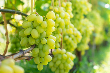 bunch of white grapes close-up macro. Autumn harvest concept in industrial garden.