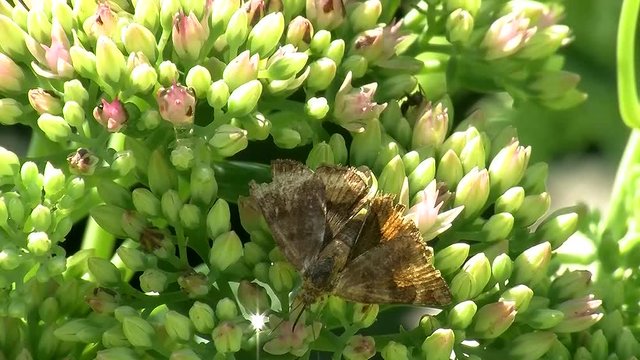 Ein Schmetterling (Eule, Spanner) auf einer Fetthenne