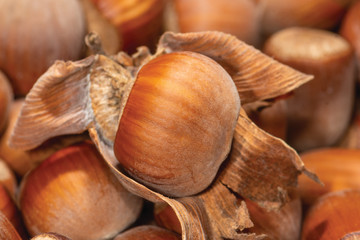 ripe brown hazelnut nuts in shell on a background of nuts close-up macro. macro