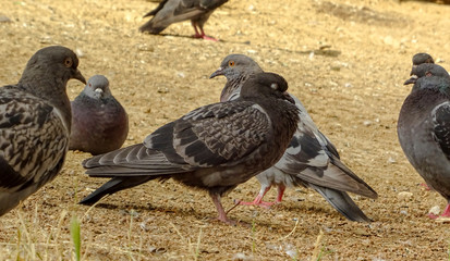 A herd of pigeons (doves) sitting down takes a break under the sun