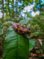 frog on a leaf