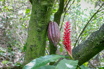 Pod of a chocolate tree - Theobroma cacao - in the Diamond Botanical Gardens, St Lucia