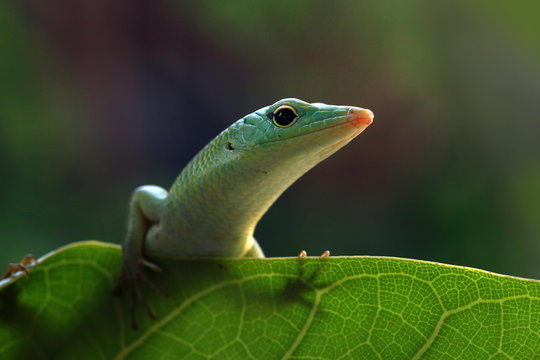 Emerald tree skink on a leaf, Indonesia