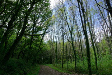 A hiking track in a forest of oaks in A Estrada, Pontevedra, Galicia, Spain