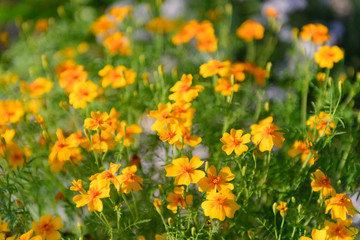 Marigold fine leaved. Orange marigolds under the bright sun.
