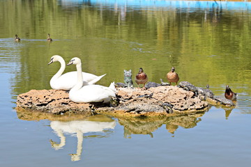 Swans rest on stone with ducks and turtles.