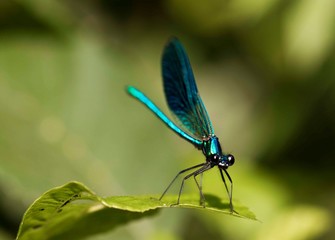 Life on the Adda river, Italy