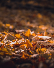 Fall landscape with leaves on the ground