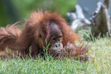 baby monkey