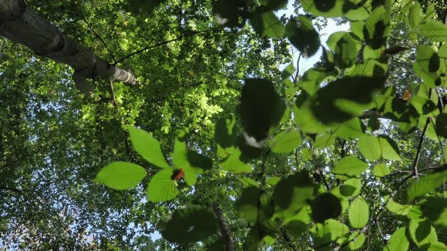 For&ecirc;t contre plong&eacute;e