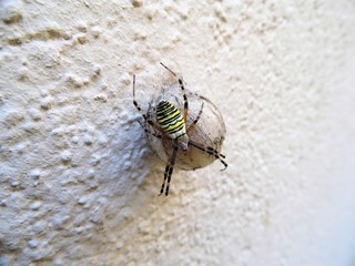 Argiope frelon 3