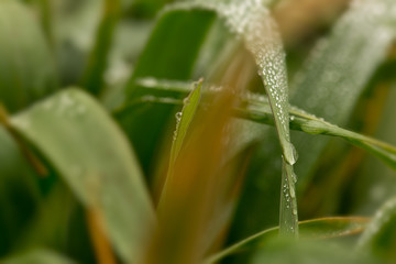 Morning dew on oat grass