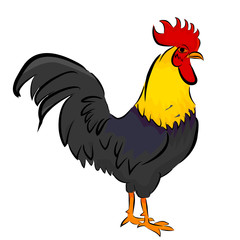 Simple Vector colorfule Sketchy of Rooster, isolated on white