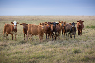 Cows in a pasture © Carrie